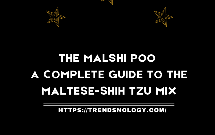 The malshi poo A Complete Guide to the Maltese-Shih Tzu Mix